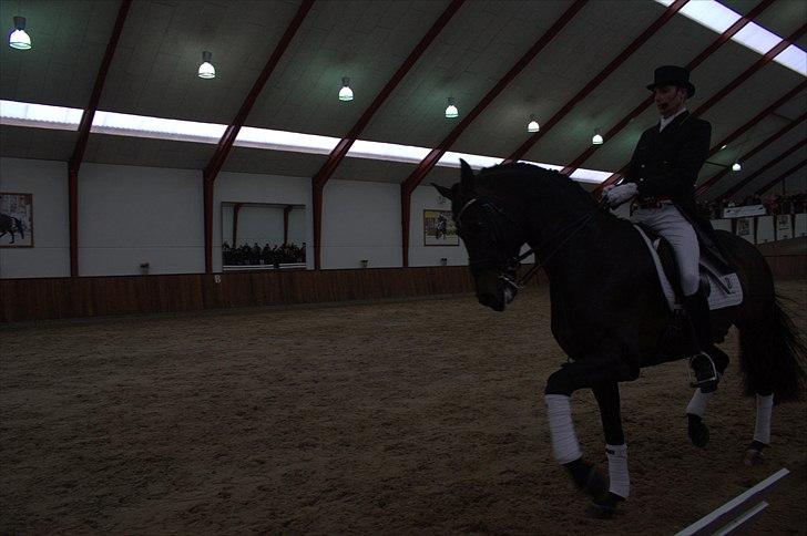 Hingste fremvisning hos Andreas Helgstrand - Wilkens. billede 80