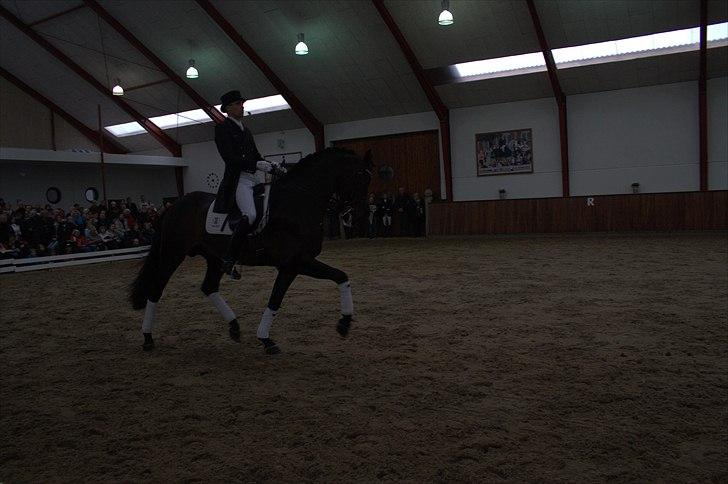 Hingste fremvisning hos Andreas Helgstrand - Wilkens. billede 81