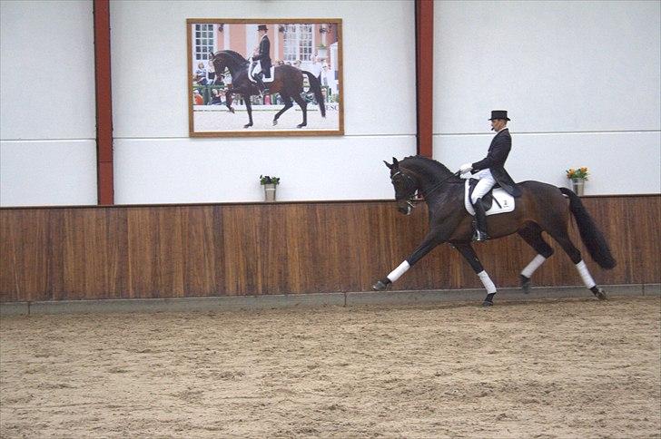 Hingste fremvisning hos Andreas Helgstrand - Wilkens. billede 82