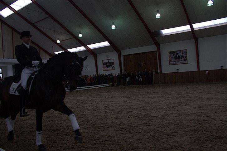 Hingste fremvisning hos Andreas Helgstrand - Wilkens. billede 83