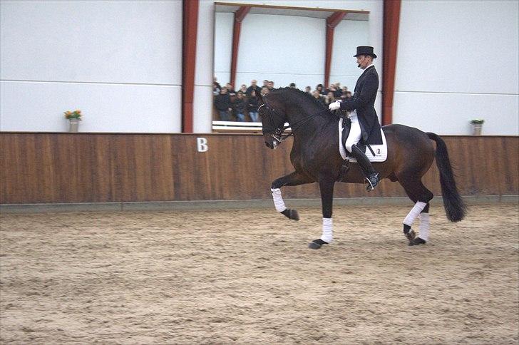 Hingste fremvisning hos Andreas Helgstrand - Wilkens. billede 84