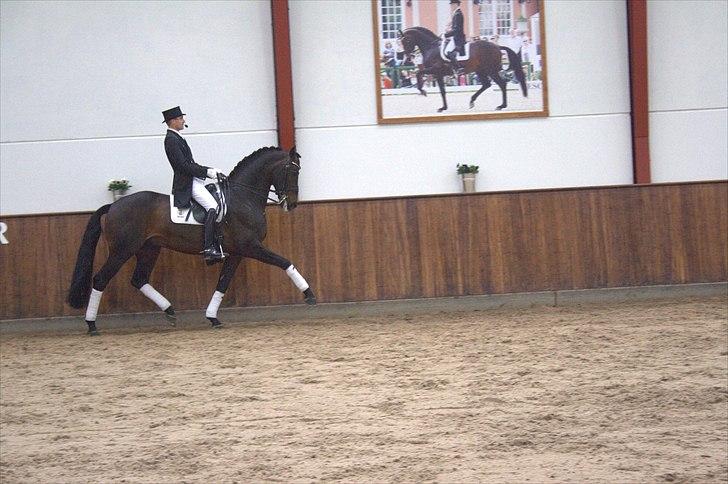 Hingste fremvisning hos Andreas Helgstrand - Wilkens. billede 85