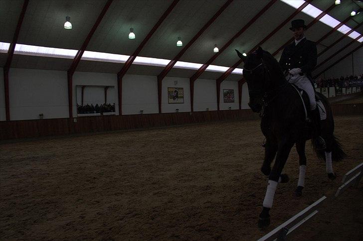 Hingste fremvisning hos Andreas Helgstrand - Wilkens. billede 86