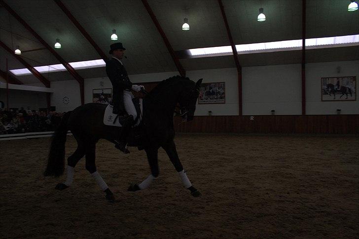 Hingste fremvisning hos Andreas Helgstrand - Wilkens. billede 87