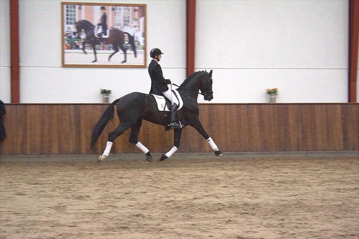 Hingste fremvisning hos Andreas Helgstrand - Dark Knight. billede 88