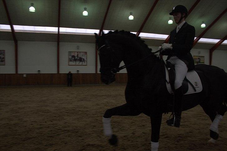 Hingste fremvisning hos Andreas Helgstrand - Dark Knight. billede 89