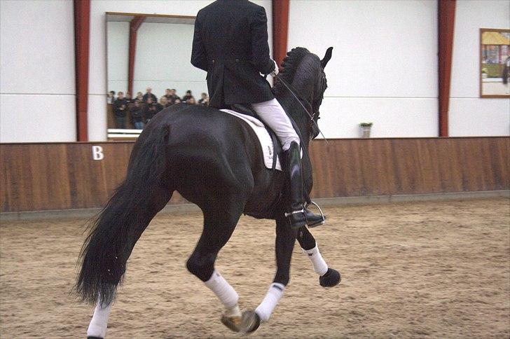 Hingste fremvisning hos Andreas Helgstrand - Dark Knight. billede 90