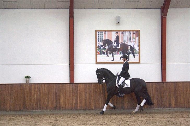 Hingste fremvisning hos Andreas Helgstrand - Dark Knight. billede 91