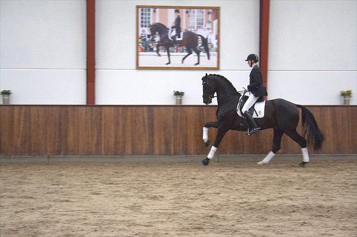 Hingste fremvisning hos Andreas Helgstrand - Dark Knight. billede 92