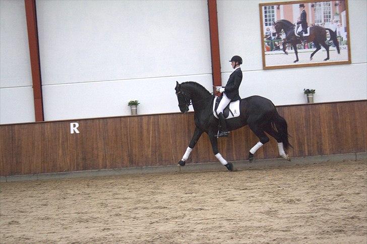 Hingste fremvisning hos Andreas Helgstrand - Dark Knight. billede 93