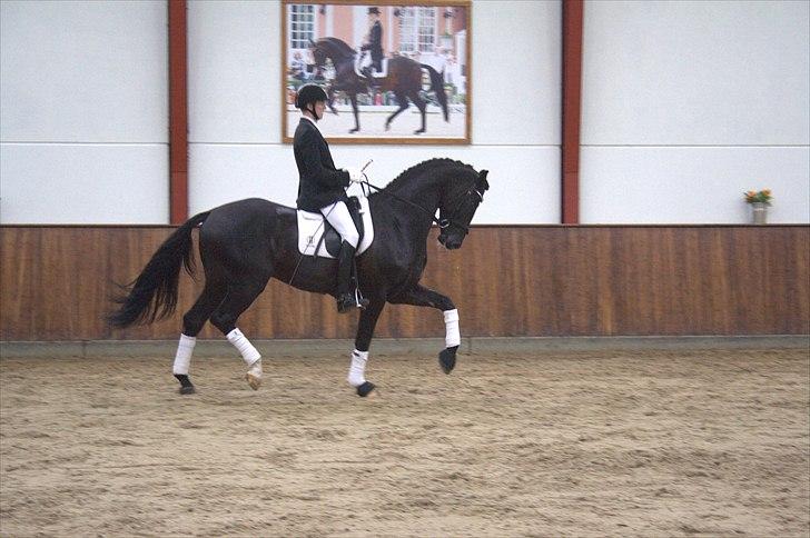 Hingste fremvisning hos Andreas Helgstrand - Dark Knight. billede 94