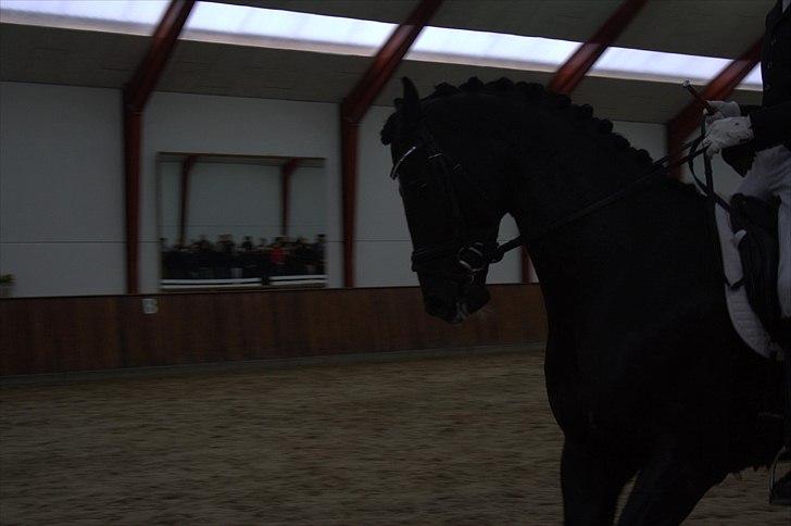 Hingste fremvisning hos Andreas Helgstrand - Cuvanck PP. billede 95