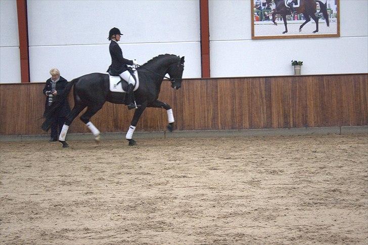 Hingste fremvisning hos Andreas Helgstrand - Cuvanck PP. billede 96