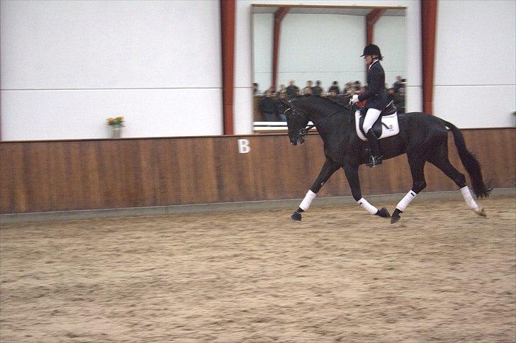 Hingste fremvisning hos Andreas Helgstrand - Cuvanck PP. billede 97