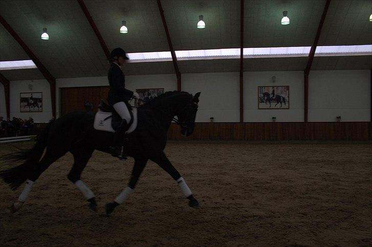 Hingste fremvisning hos Andreas Helgstrand - Cuvanck PP. billede 98