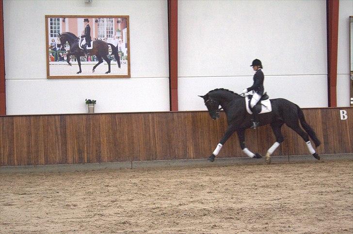 Hingste fremvisning hos Andreas Helgstrand - Cuvanck PP. billede 99