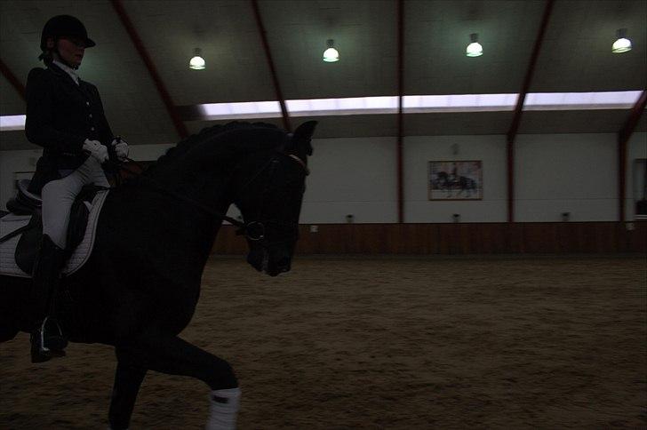 Hingste fremvisning hos Andreas Helgstrand - Cuvanck PP. billede 100