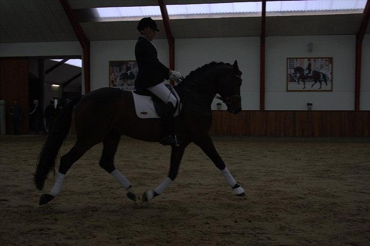 Hingste fremvisning hos Andreas Helgstrand - Belstaff. billede 101