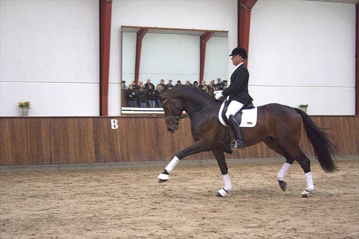 Hingste fremvisning hos Andreas Helgstrand - Belstaff. billede 102