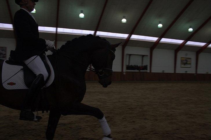 Hingste fremvisning hos Andreas Helgstrand - Belstaff. billede 103