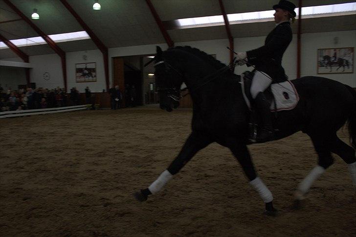 Hingste fremvisning hos Andreas Helgstrand - Eminenz. billede 104