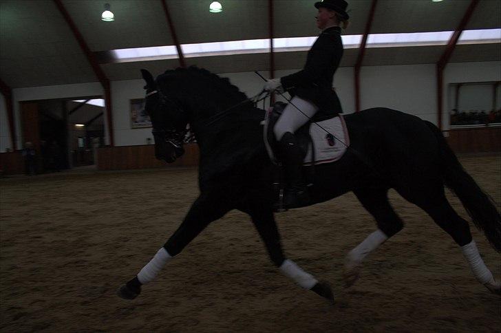 Hingste fremvisning hos Andreas Helgstrand - Eminenz. billede 105