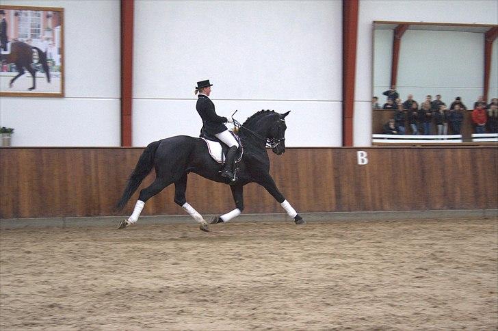 Hingste fremvisning hos Andreas Helgstrand - Eminenz. billede 106