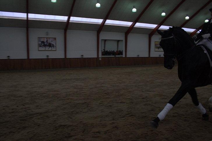 Hingste fremvisning hos Andreas Helgstrand - Eminenz. billede 107