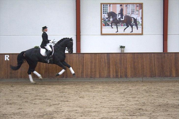 Hingste fremvisning hos Andreas Helgstrand - Eminenz. billede 108