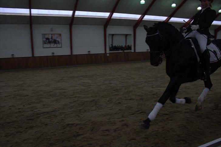 Hingste fremvisning hos Andreas Helgstrand - Eminenz. billede 109