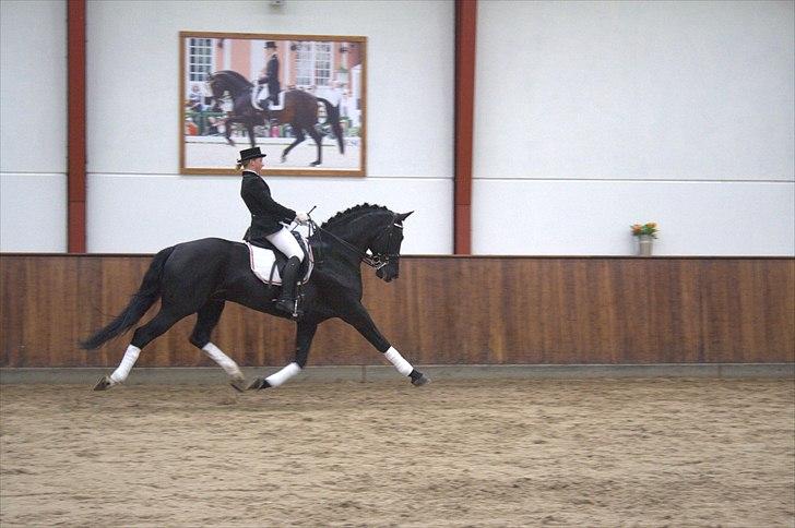 Hingste fremvisning hos Andreas Helgstrand - Eminenz. billede 110