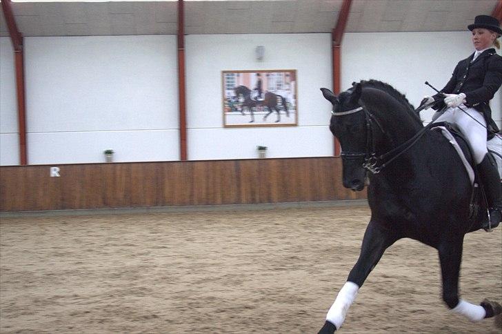 Hingste fremvisning hos Andreas Helgstrand - Eminenz. billede 111