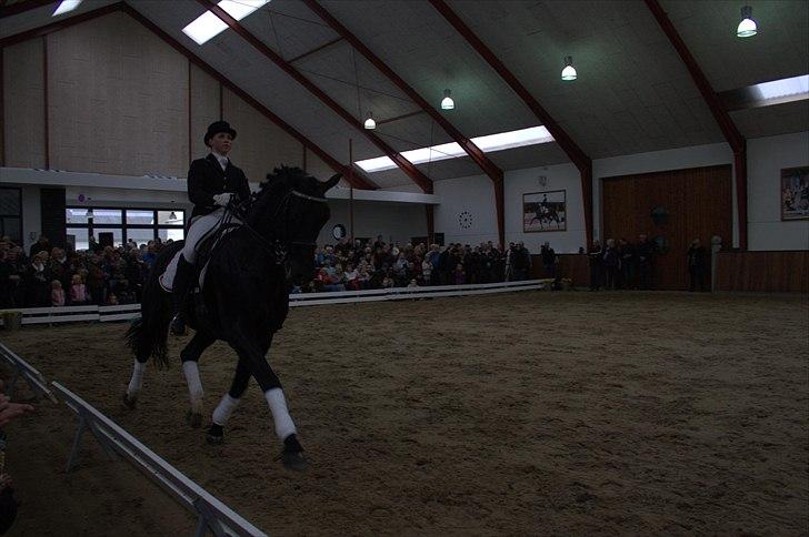 Hingste fremvisning hos Andreas Helgstrand - Eminenz. billede 112