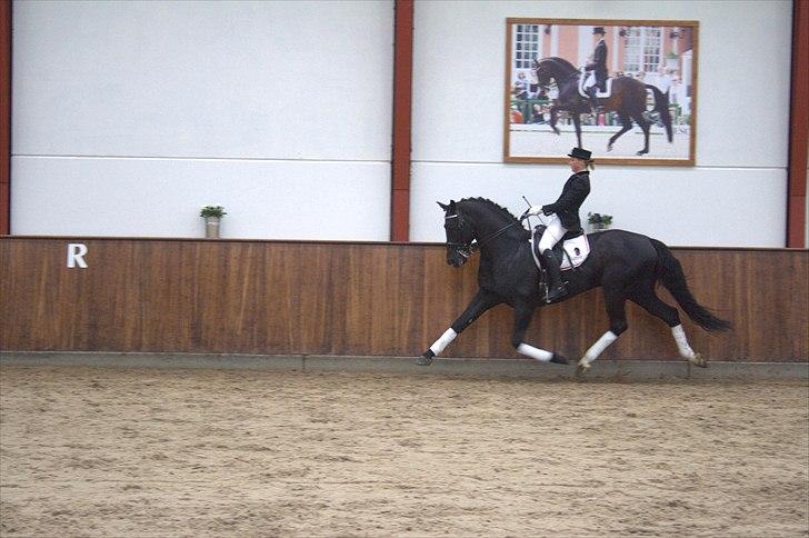 Hingste fremvisning hos Andreas Helgstrand billede 113