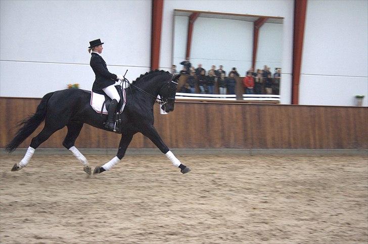 Hingste fremvisning hos Andreas Helgstrand - Eminenz. billede 114