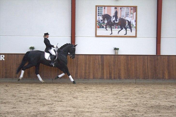 Hingste fremvisning hos Andreas Helgstrand - Eminenz. billede 115