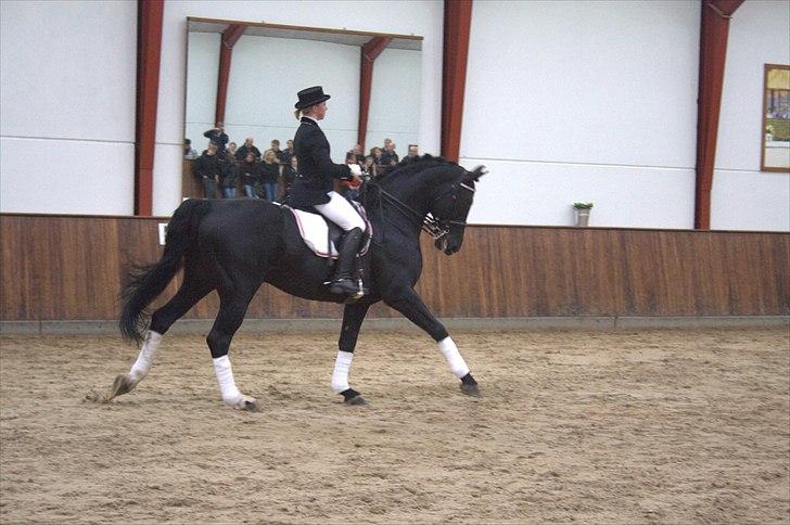 Hingste fremvisning hos Andreas Helgstrand - Eminenz. billede 116