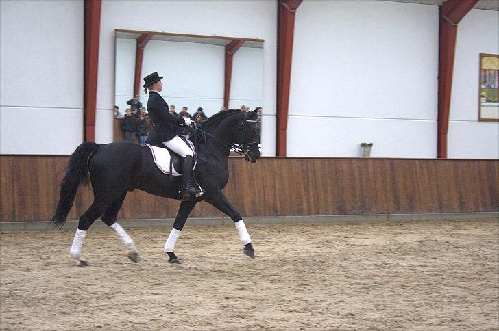 Hingste fremvisning hos Andreas Helgstrand - Eminenz. billede 117