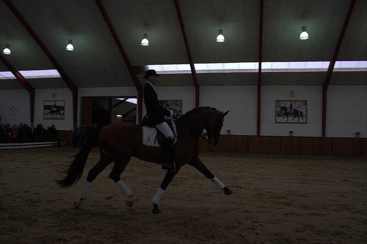 Hingste fremvisning hos Andreas Helgstrand - Sieger Hit. billede 130