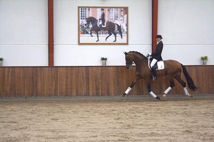 Hingste fremvisning hos Andreas Helgstrand - Sieger Hit. billede 131