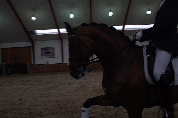 Hingste fremvisning hos Andreas Helgstrand - Sieger Hit. billede 132