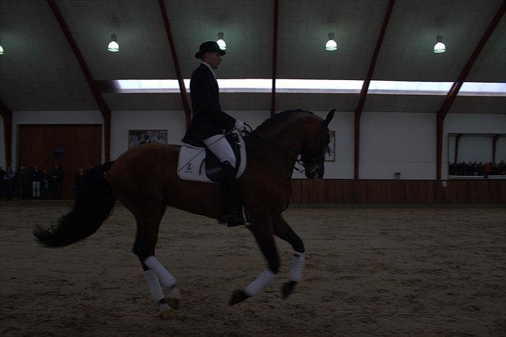 Hingste fremvisning hos Andreas Helgstrand - Sieger Hit. billede 133