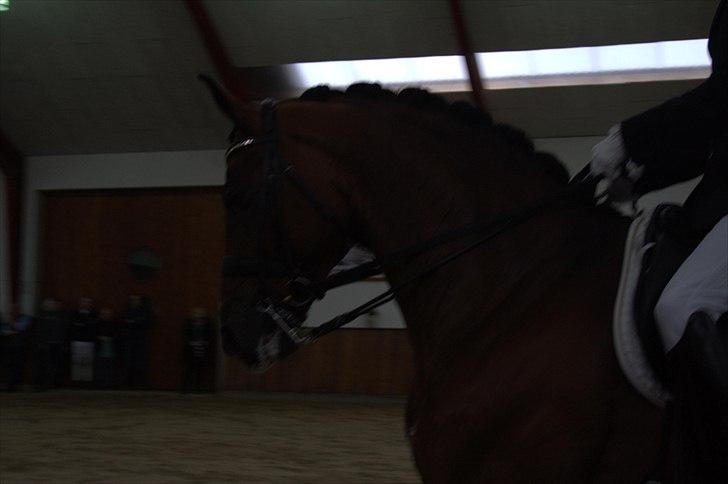 Hingste fremvisning hos Andreas Helgstrand - Sieger Hit. billede 134