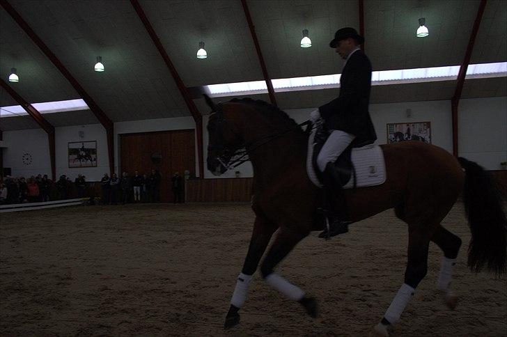 Hingste fremvisning hos Andreas Helgstrand - Sieger Hit. billede 135