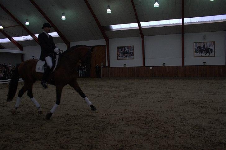 Hingste fremvisning hos Andreas Helgstrand - Sieger Hit. billede 136