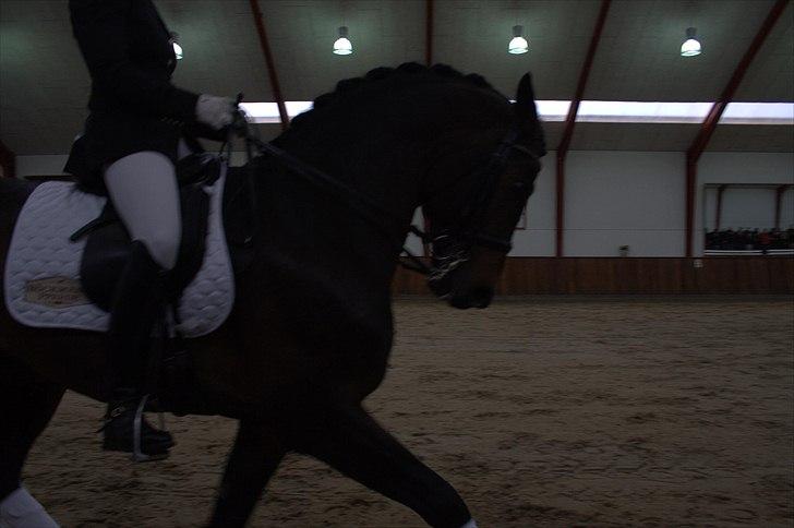 Hingste fremvisning hos Andreas Helgstrand billede 137