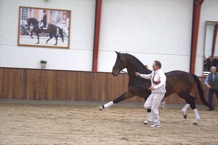 Hingste fremvisning hos Andreas Helgstrand billede 1