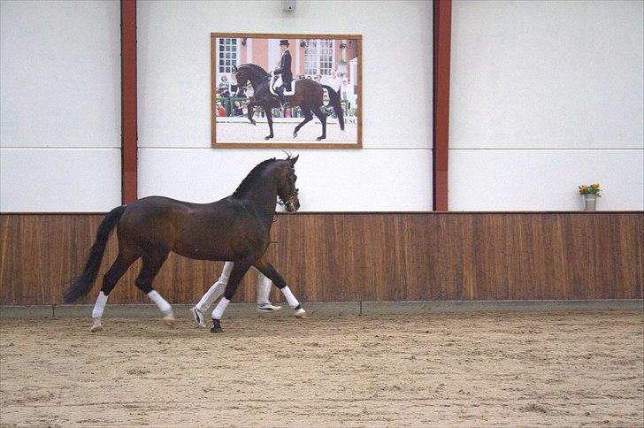 Hingste fremvisning hos Andreas Helgstrand billede 138