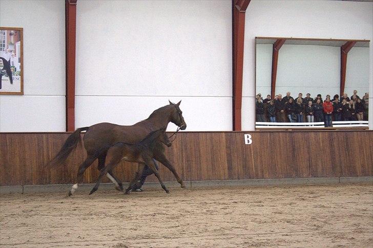 Hingste fremvisning hos Andreas Helgstrand billede 139
