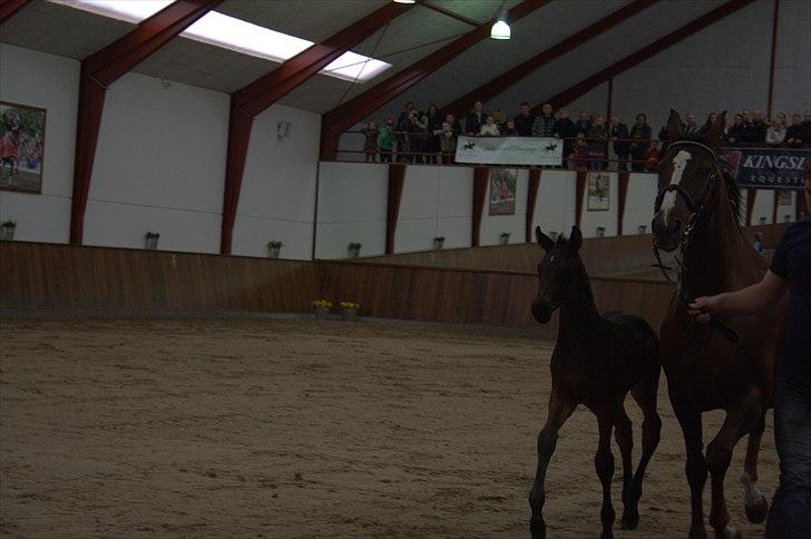 Hingste fremvisning hos Andreas Helgstrand billede 140